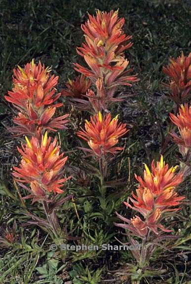 castilleja peirsonii 1 graphic